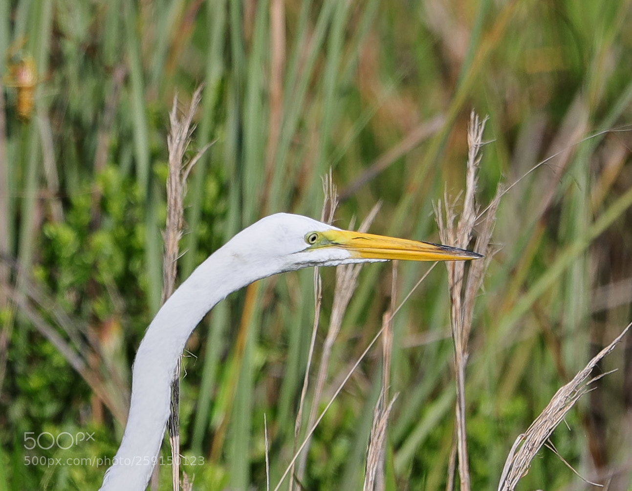 Canon EOS-1D X Mark II sample photo. 05-23-18-0019306.jpg photography