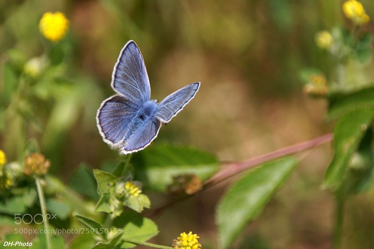 Sony ILCA-77M2 sample photo. Common blue butterfly photography