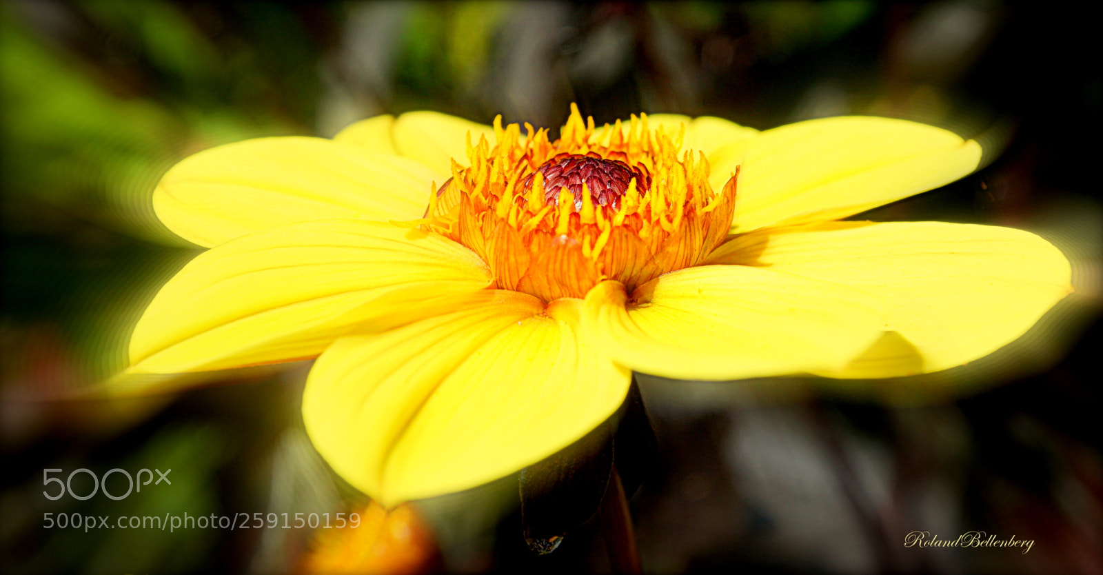 Sony a6000 sample photo. Yellow and some red photography