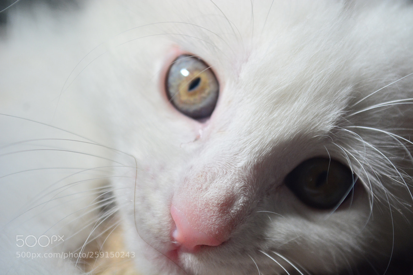 Nikon D5200 sample photo. Olaf ? photography