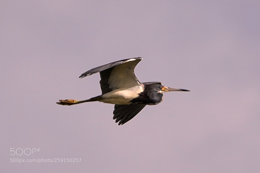 Canon EOS-1D X Mark II sample photo. 05-23-18-0019305.jpg photography