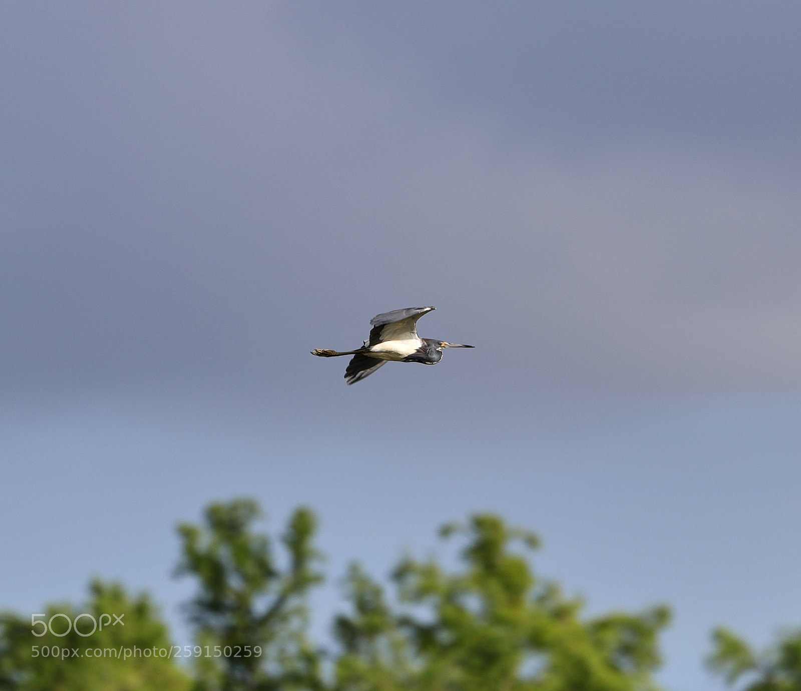 Canon EOS-1D X Mark II sample photo. 05-23-18-0019304 1.jpg photography