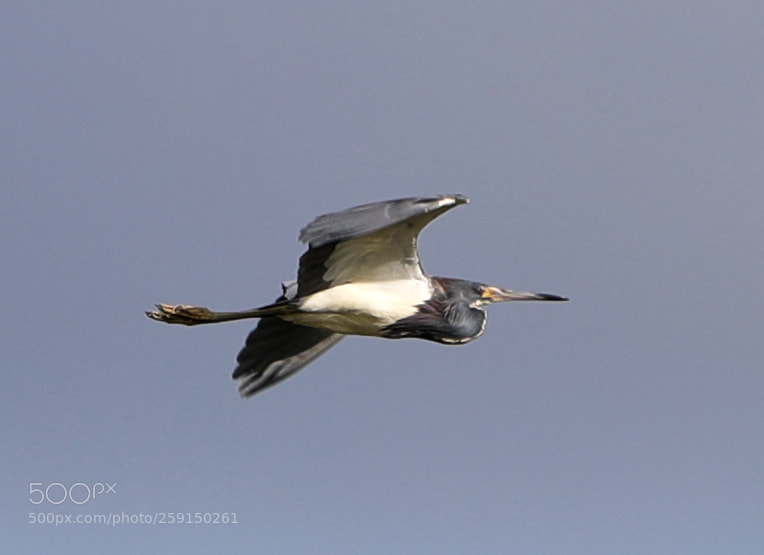 Canon EOS-1D X Mark II sample photo. 05-23-18-0019304.jpg photography