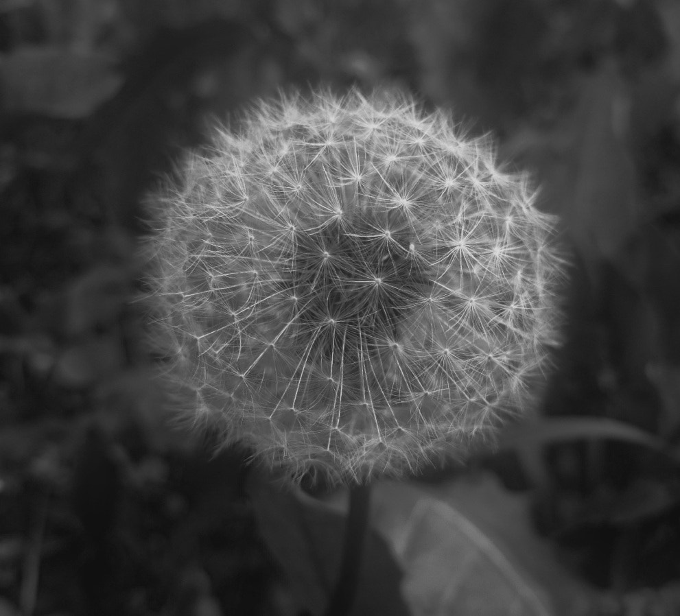 Sony Xperia Z2 sample photo. Bloom in the night photography