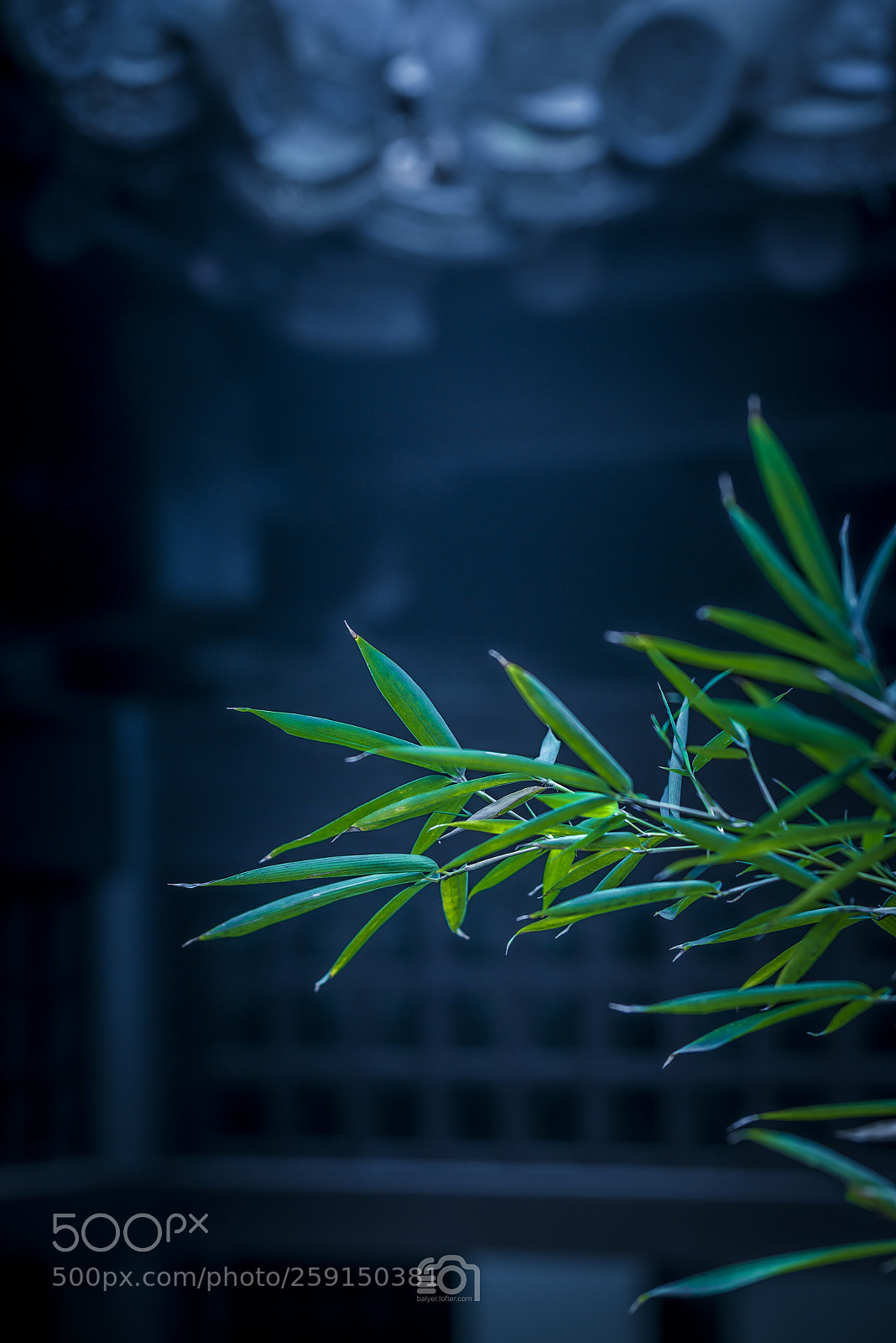 Nikon D800E sample photo. Untitled photography