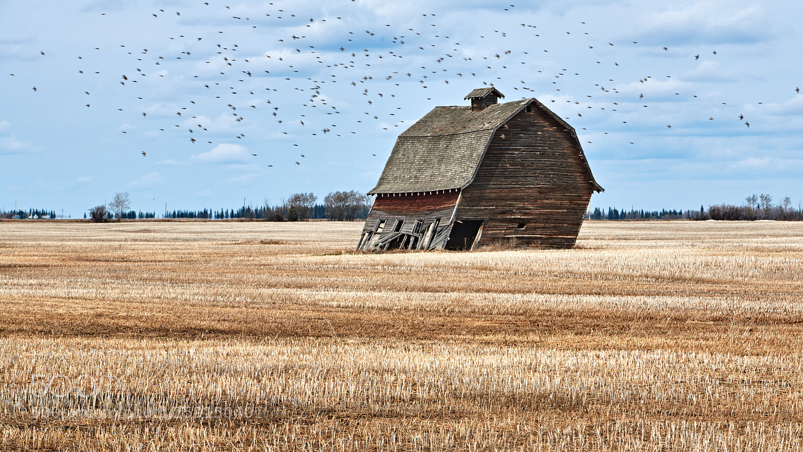 Nikon D850 sample photo. Leaning barn photography