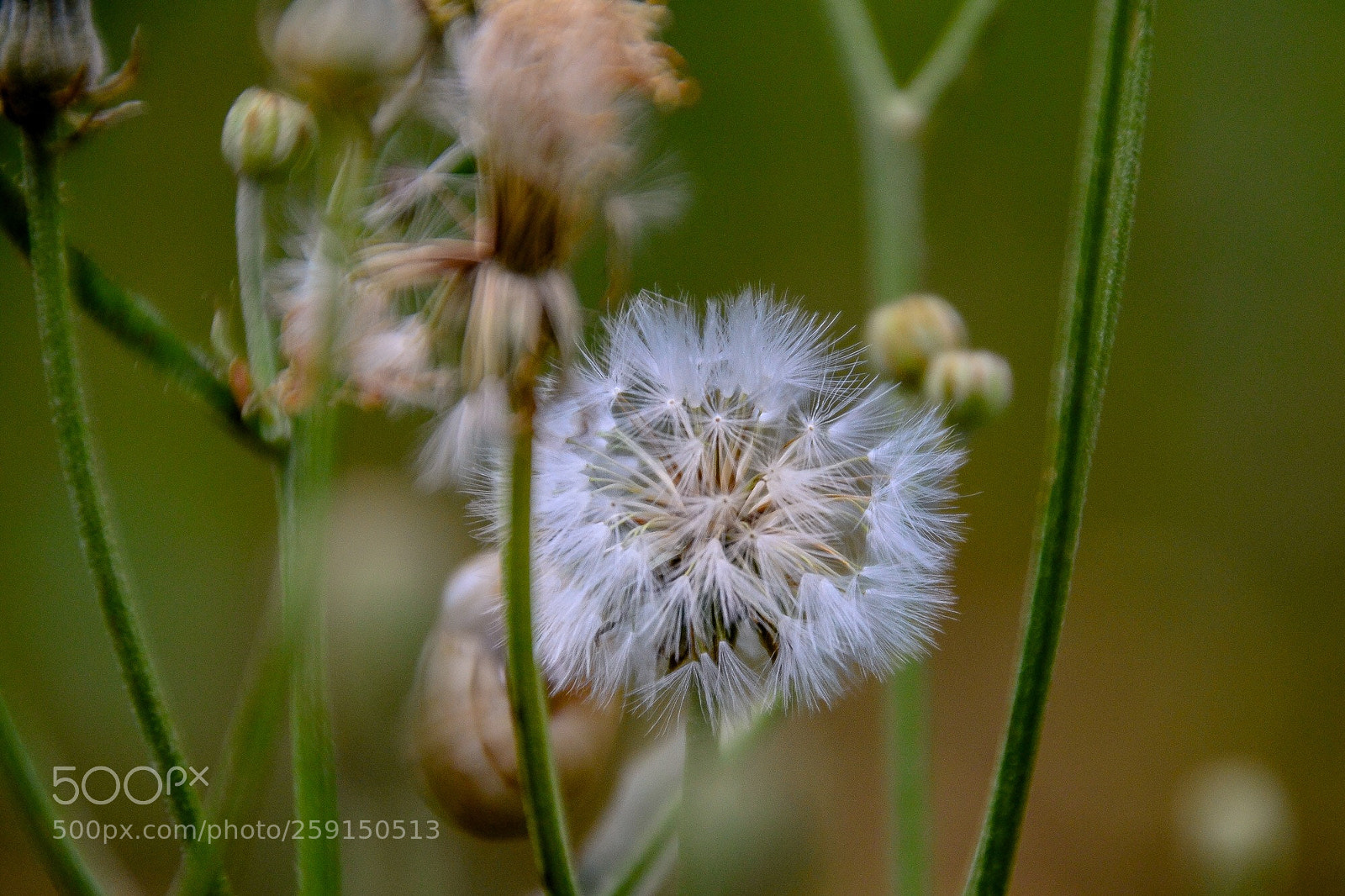 Nikon D3100 sample photo. Macro semillas photography