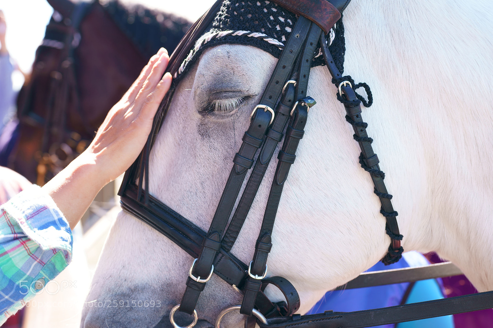 Sony a9 sample photo. Lead horse photography
