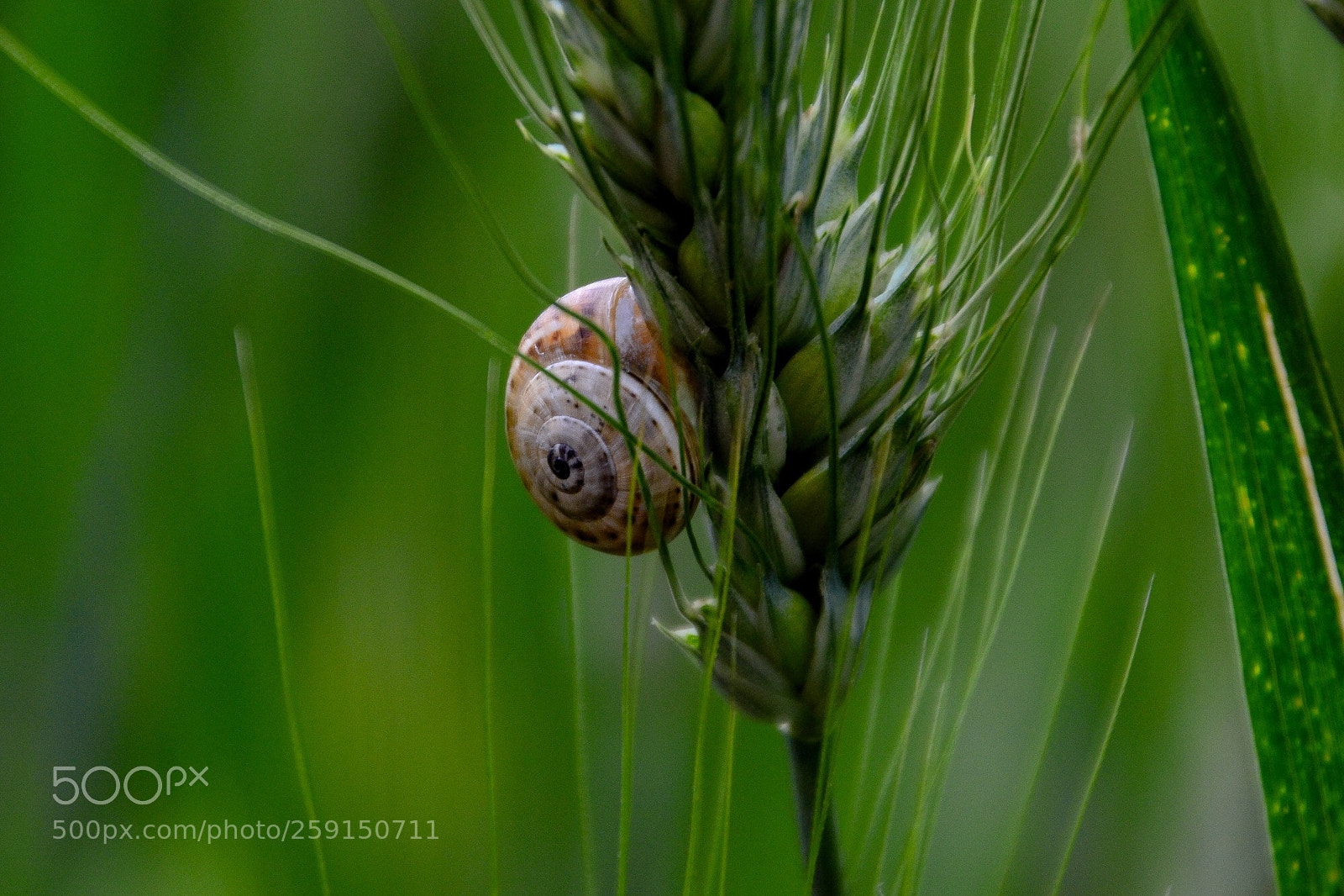 Nikon D3100 sample photo. Macro caracol en espiga photography