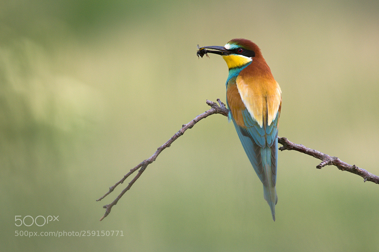 Nikon D500 sample photo. Vlha pestrá (merops apiaster) photography