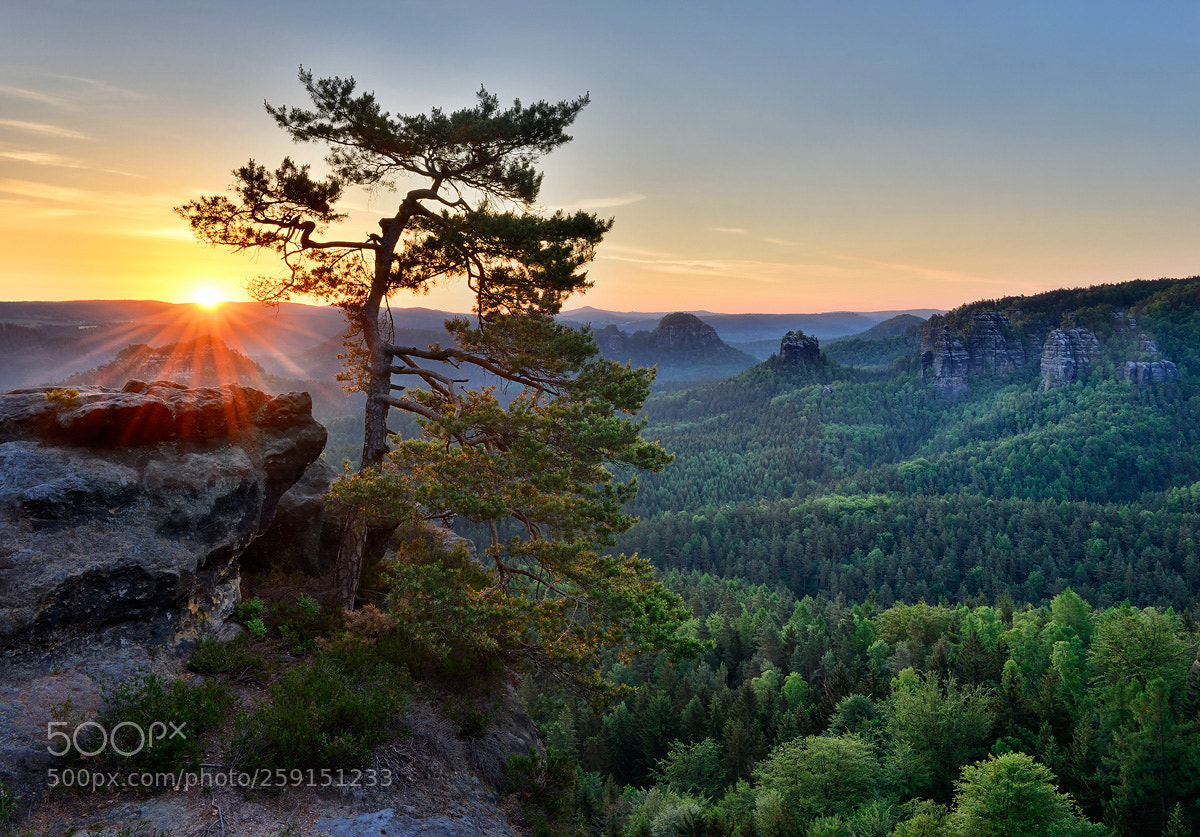 Nikon D800 sample photo. Pine tree photography