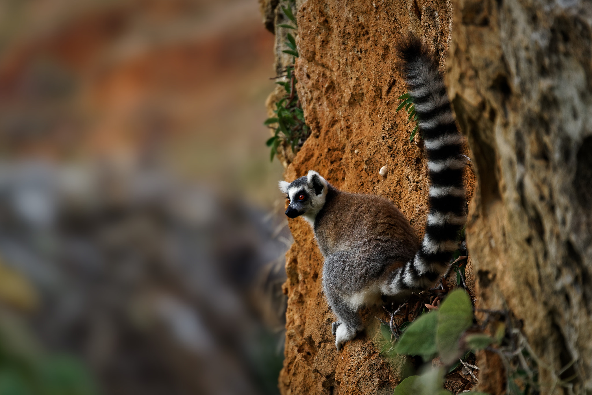 Sony FE 70-300mm F4.5-5.6 G OSS sample photo. Climbing ringtail photography