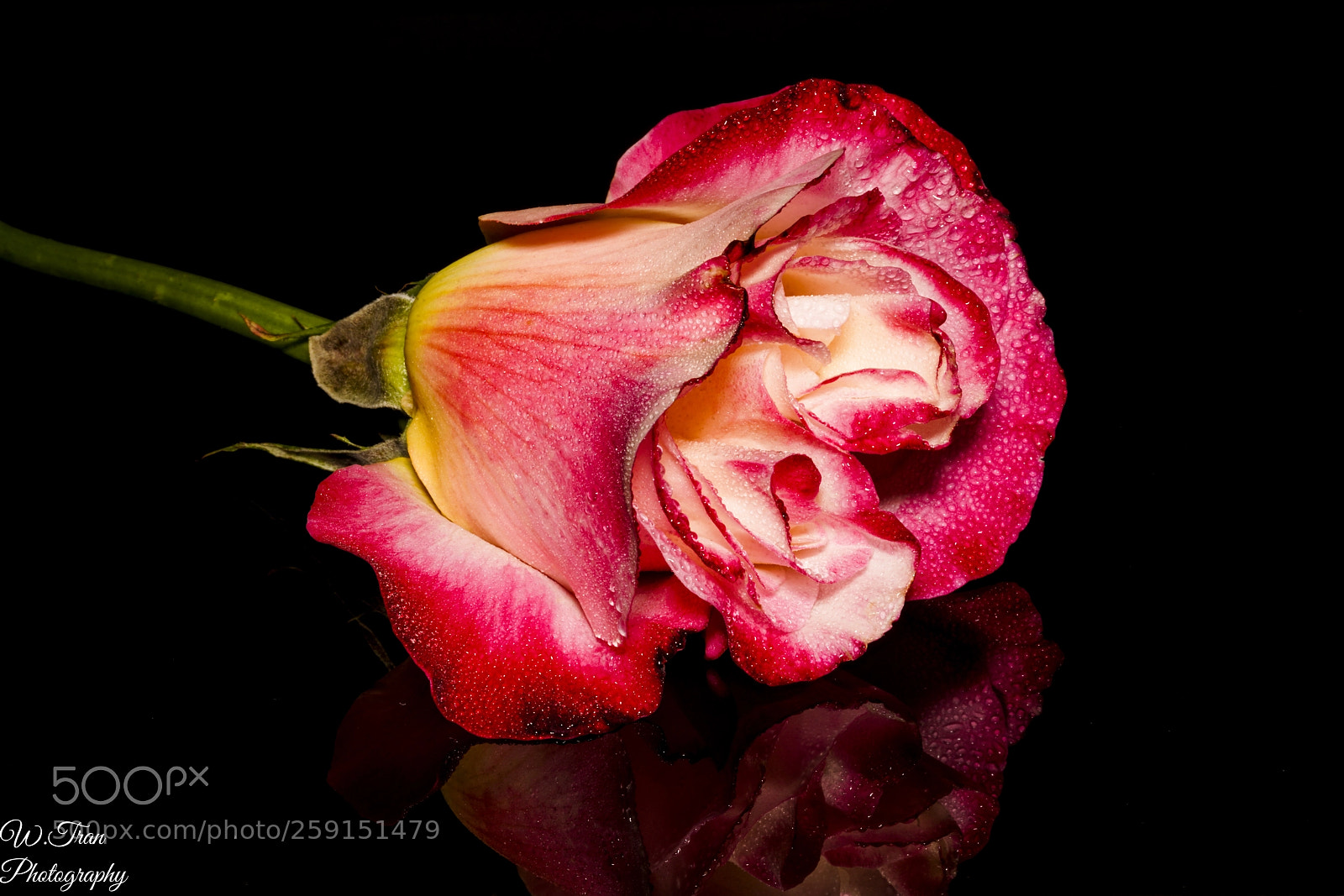 Sony a7R III sample photo. Flowers photography