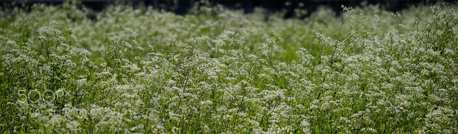 Fujifilm X-H1 sample photo. Umbellifers photography