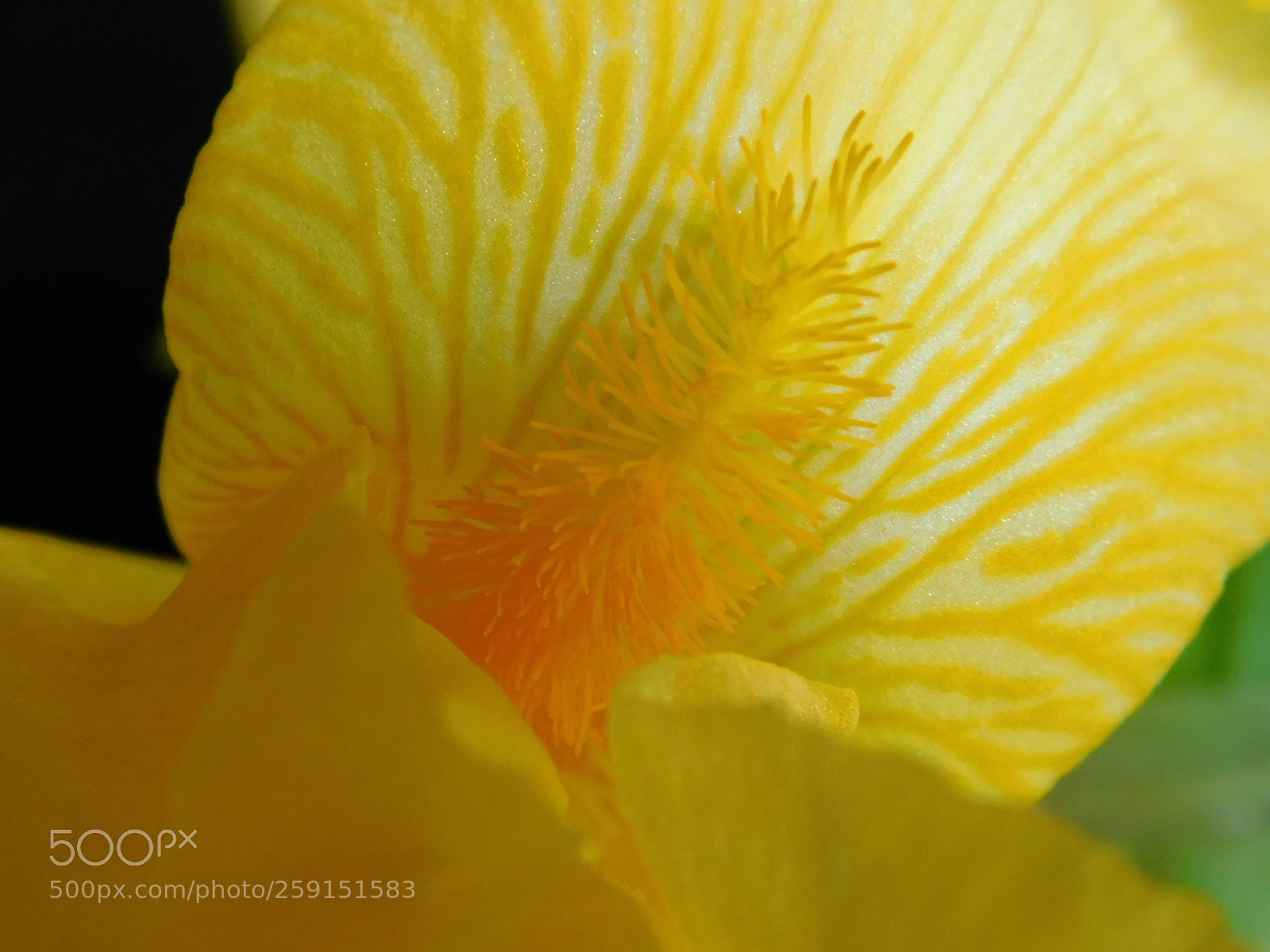 Nikon Coolpix B500 sample photo. Yellow iris macro photography
