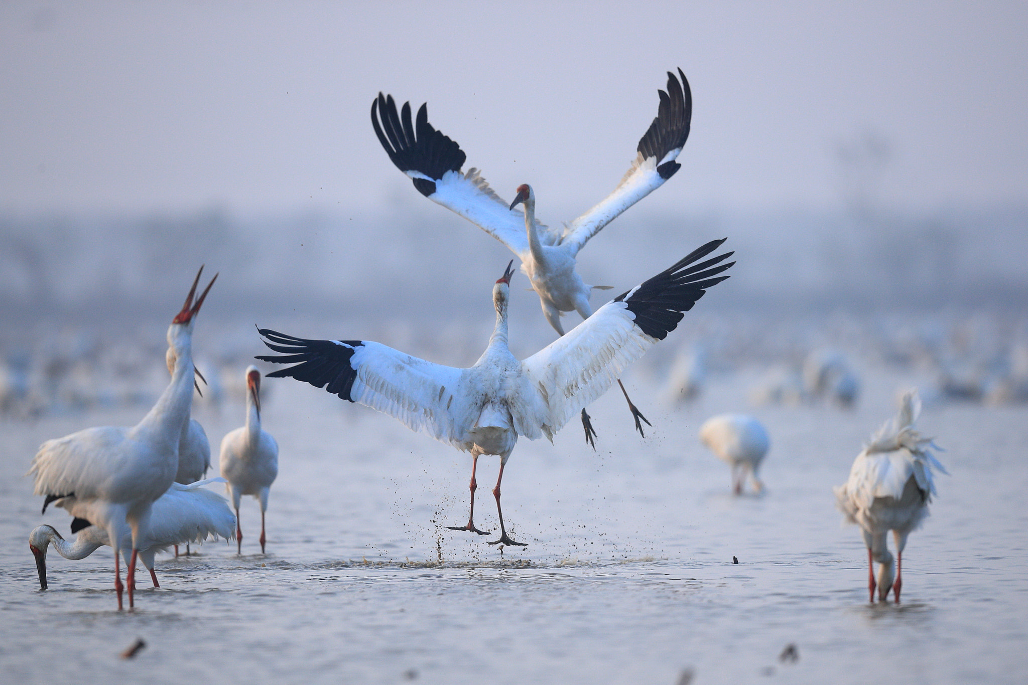 Canon EOS-1D X Mark II + Canon EF 600mm F4L IS II USM sample photo