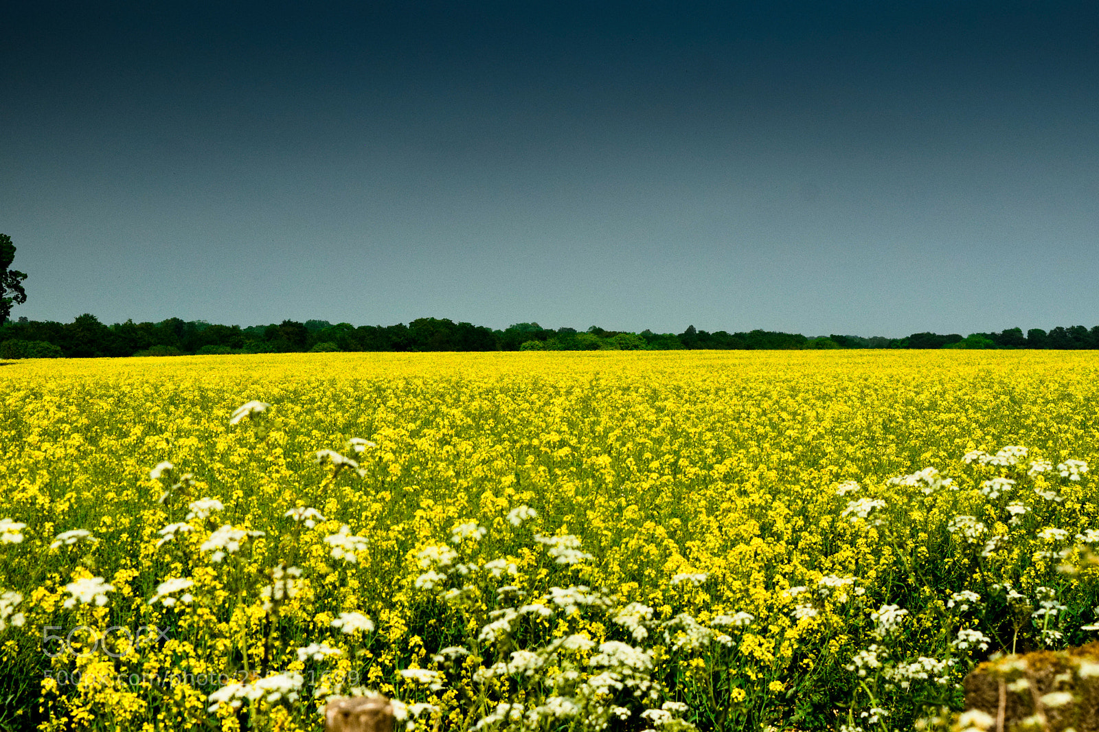 Nikon D3300 sample photo. Rape on a summers photography