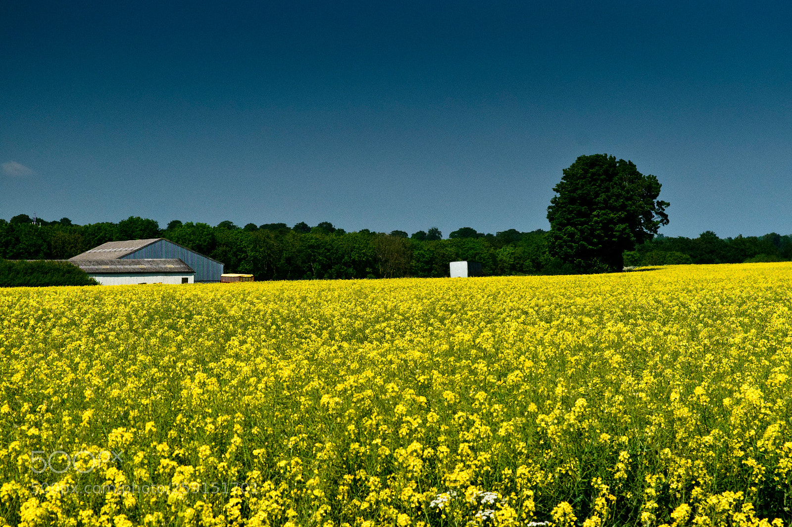 Nikon D3300 sample photo. Rape on a summers photography
