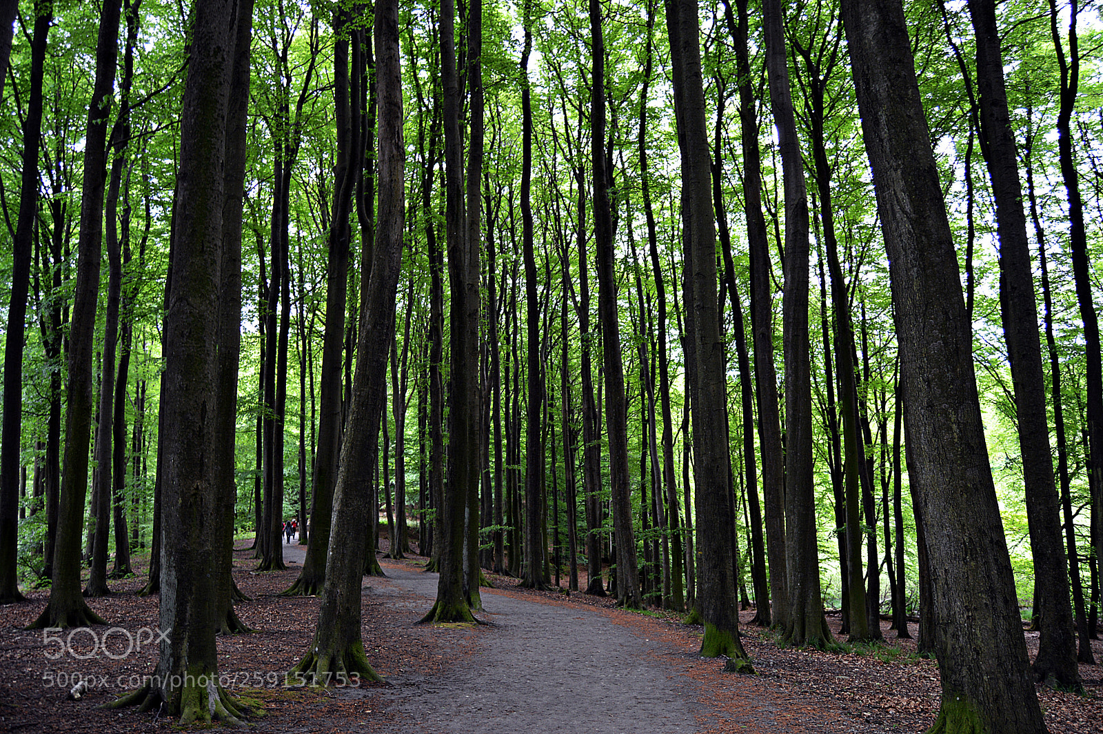 Nikon D3200 sample photo. Buchenwald auf rügen photography