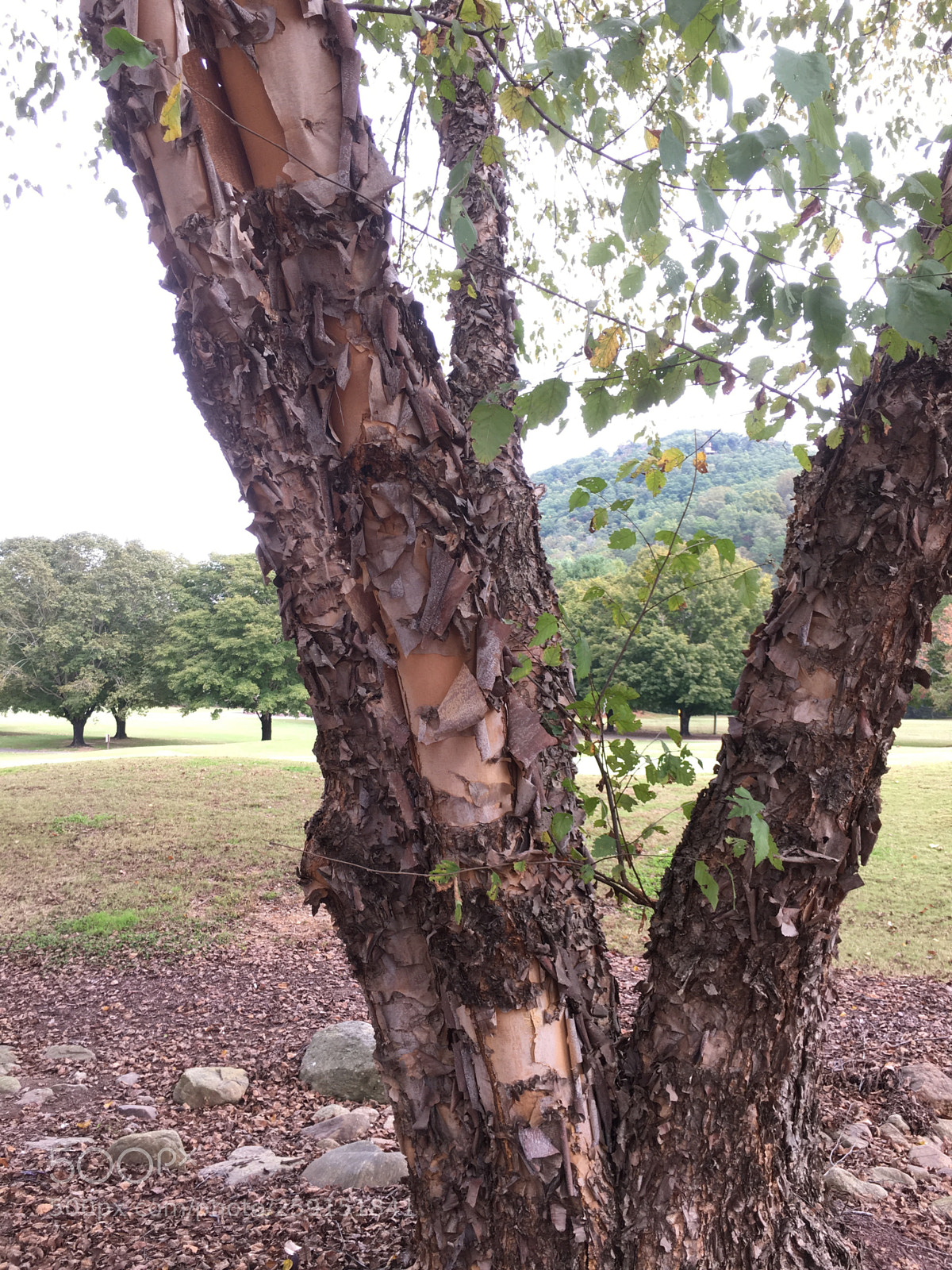 Apple iPhone 6s sample photo. Structure... photography