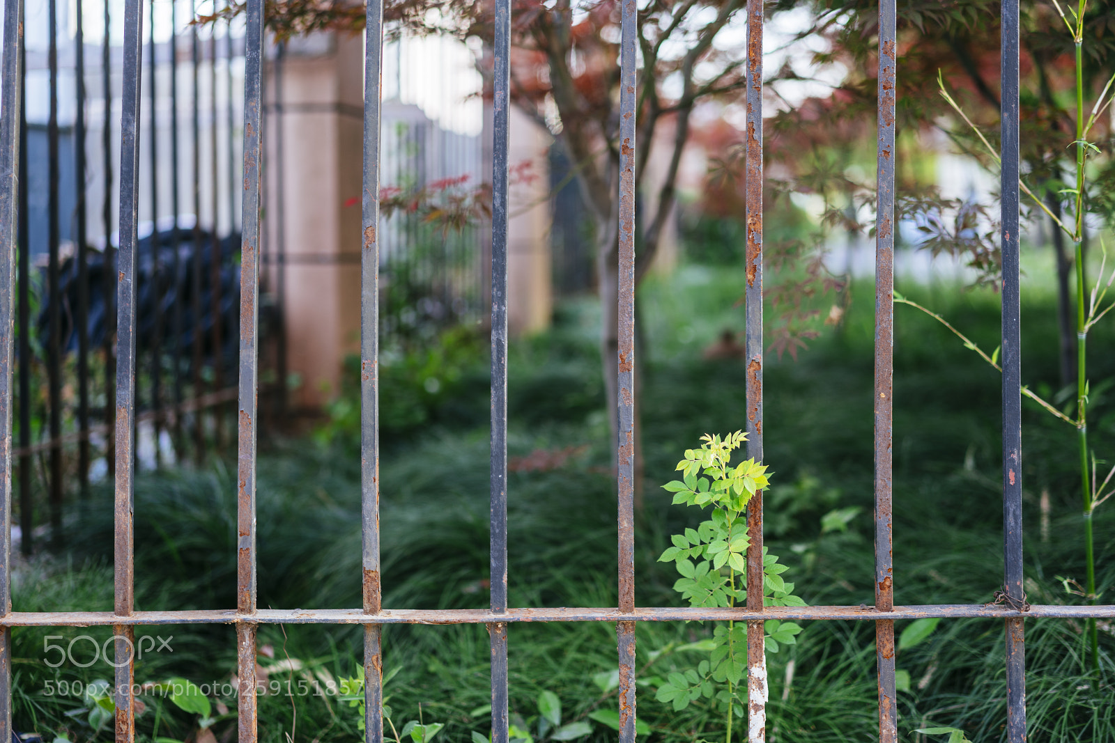 Sony a7R III sample photo. 20180508-173655_01929 photography
