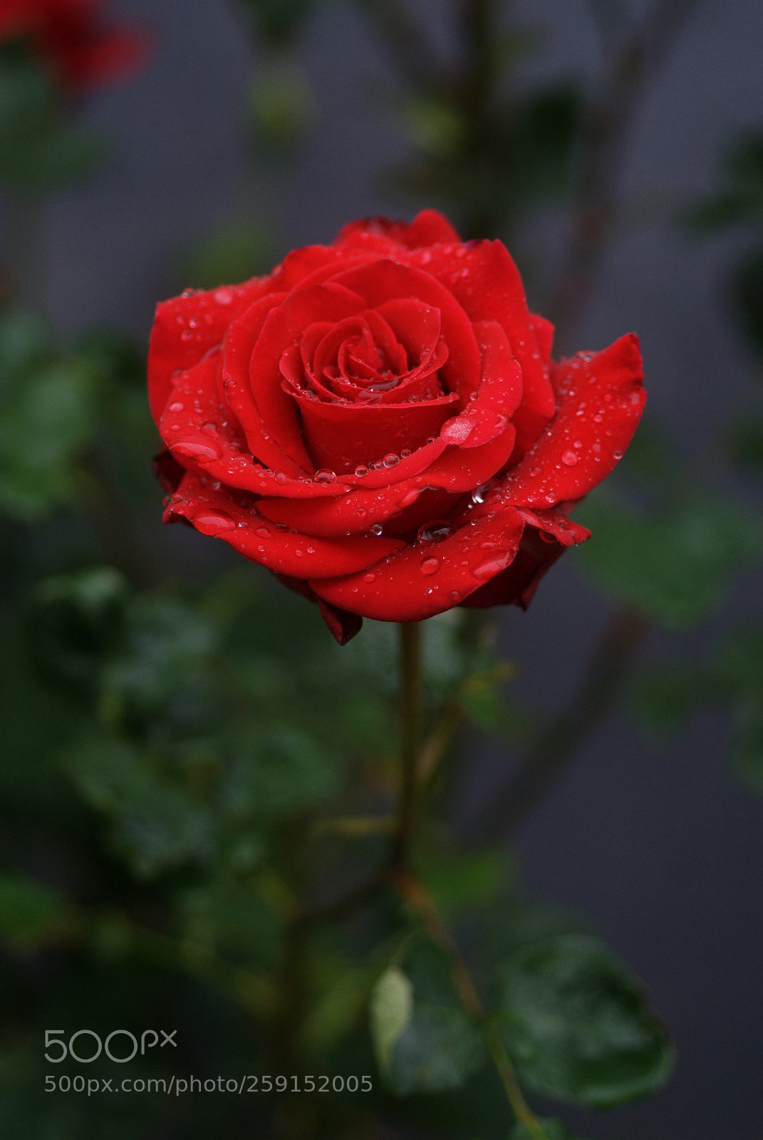 Nikon D200 sample photo. Season of roses  photography