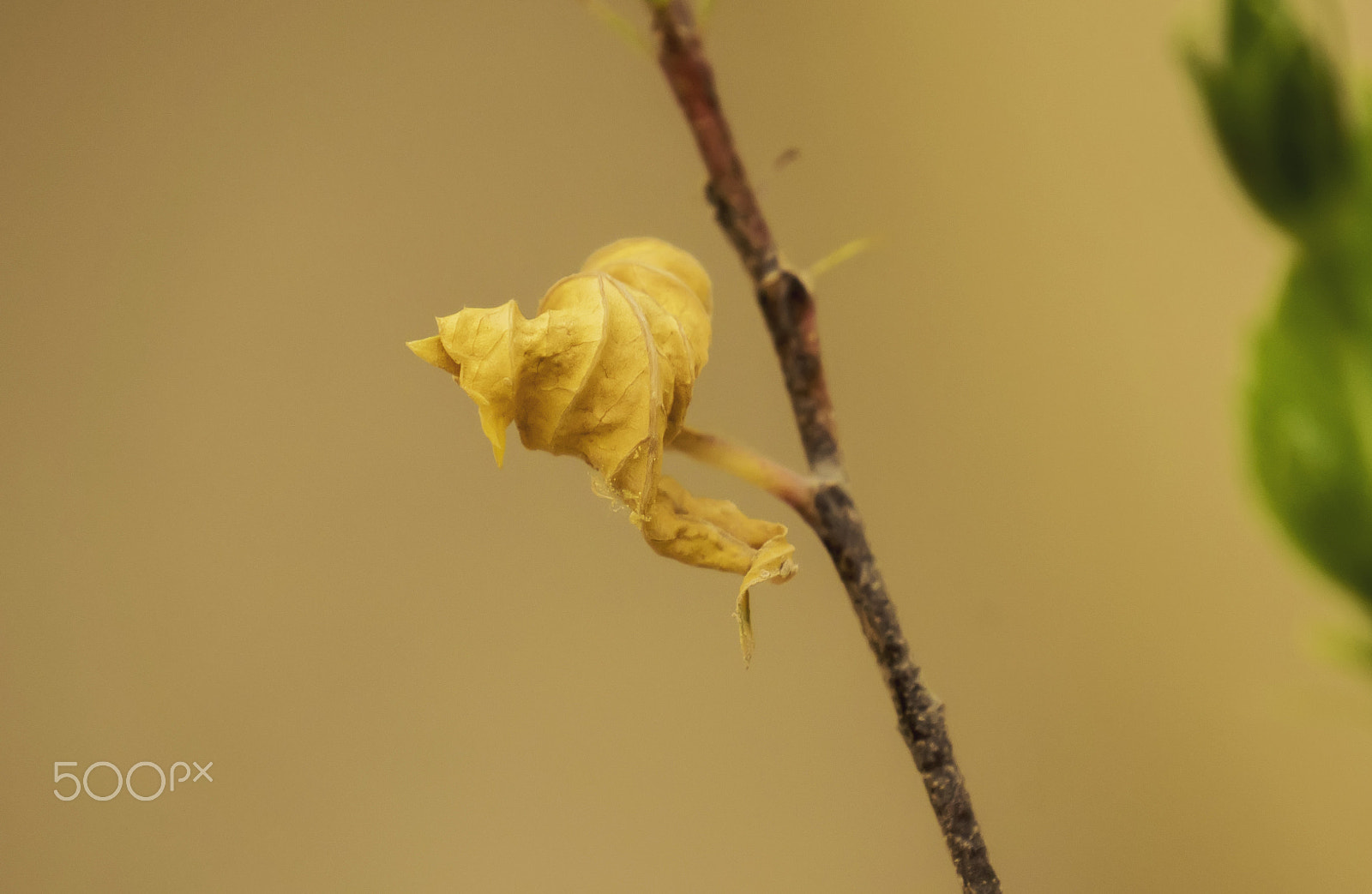 Sony Alpha NEX-5N sample photo. Leaf photography