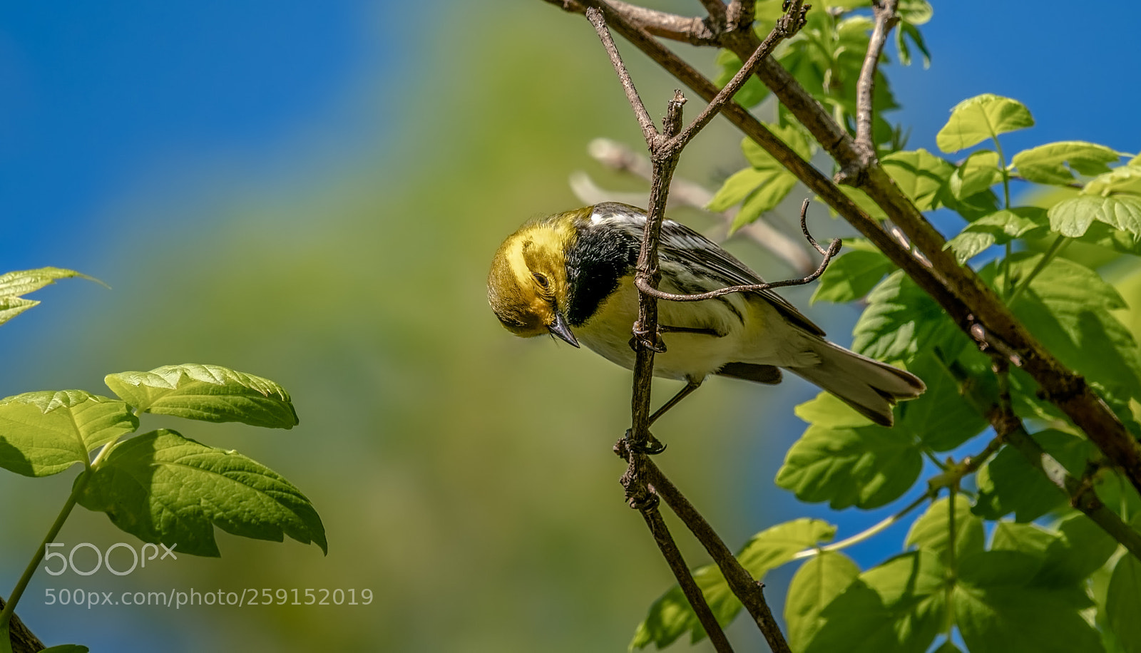 Nikon D500 sample photo. Black-throated green warbler photography
