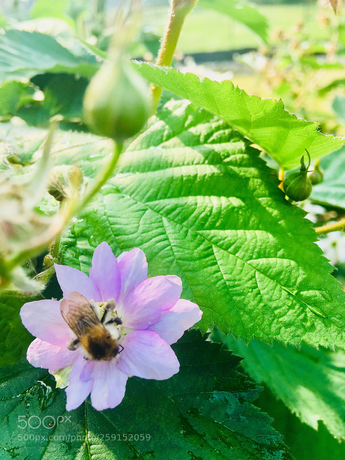 Apple iPhone 6s Plus sample photo. Untitled photography