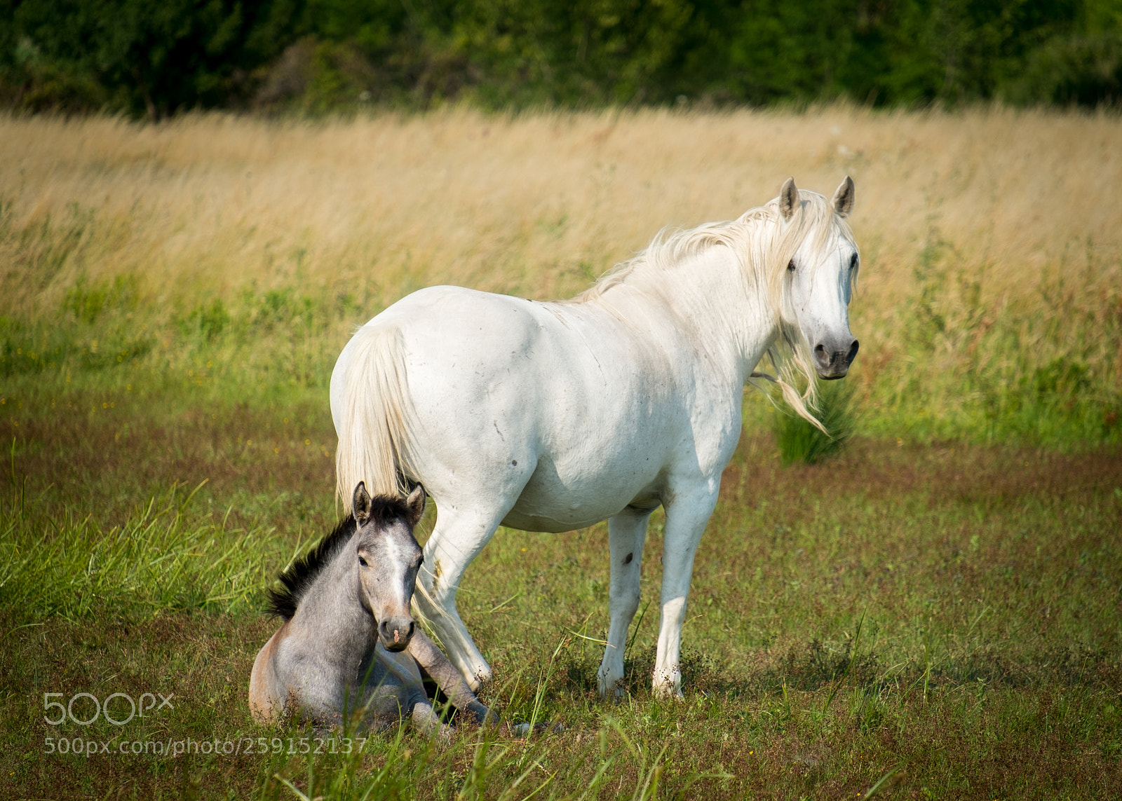 Fujifilm X-Pro1 sample photo. Horses of camargue photography