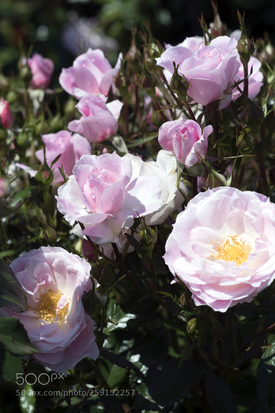 Nikon D750 sample photo. Rose4 photography