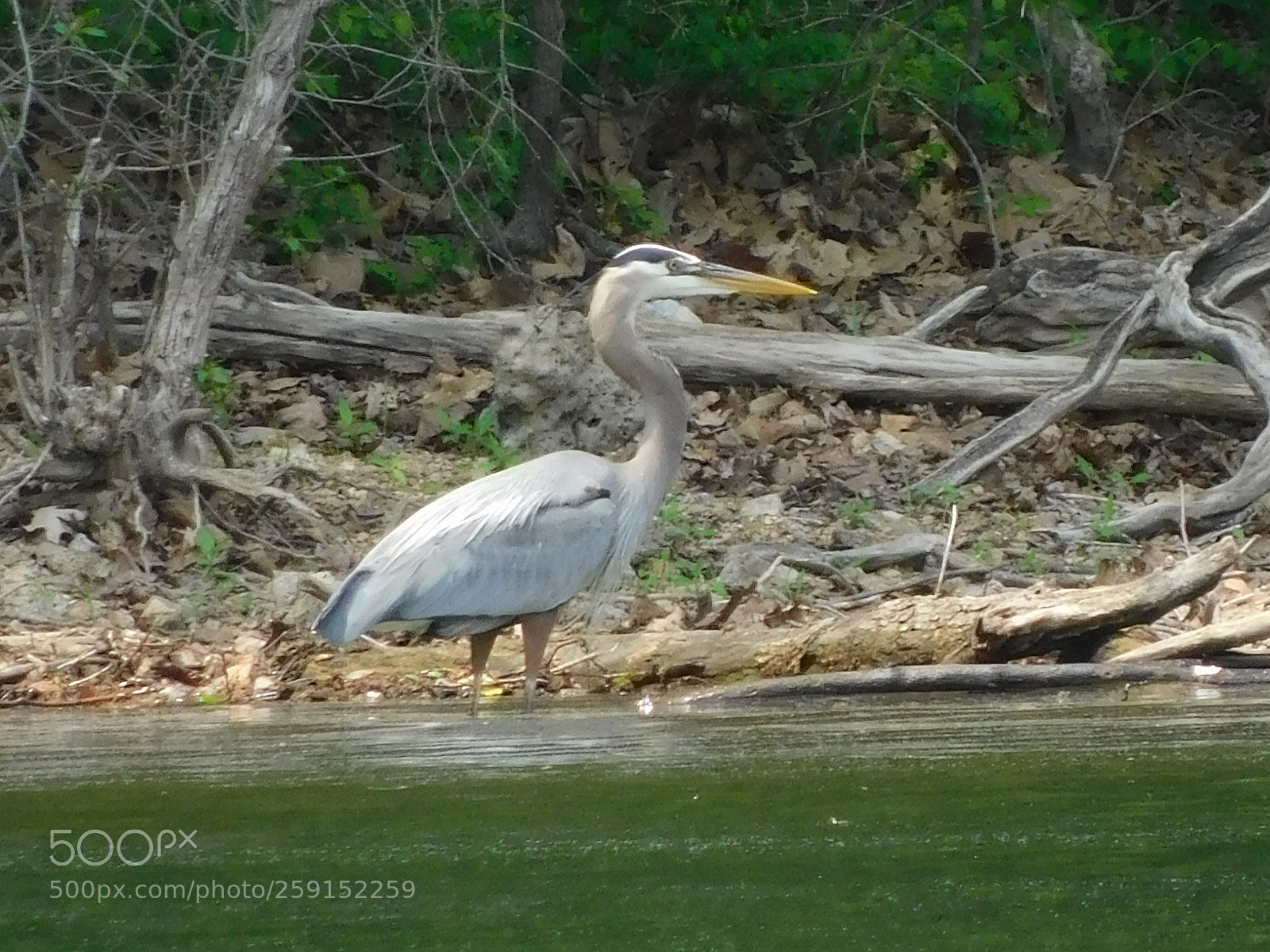 Nikon Coolpix B500 sample photo. Great blue herron photography