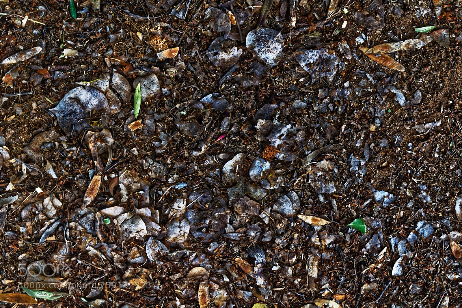 Nikon D5300 sample photo. Dirty fallen brown and photography
