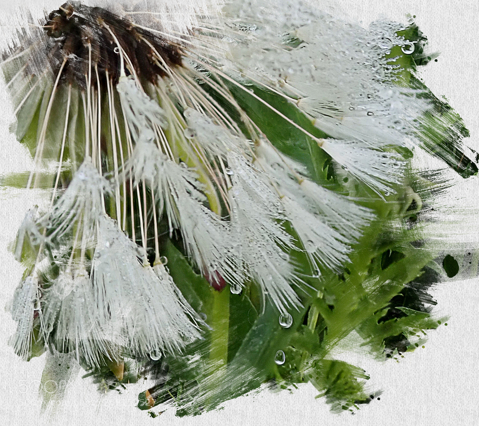 Olympus TG-5 sample photo. Morning dew on milkweed photography