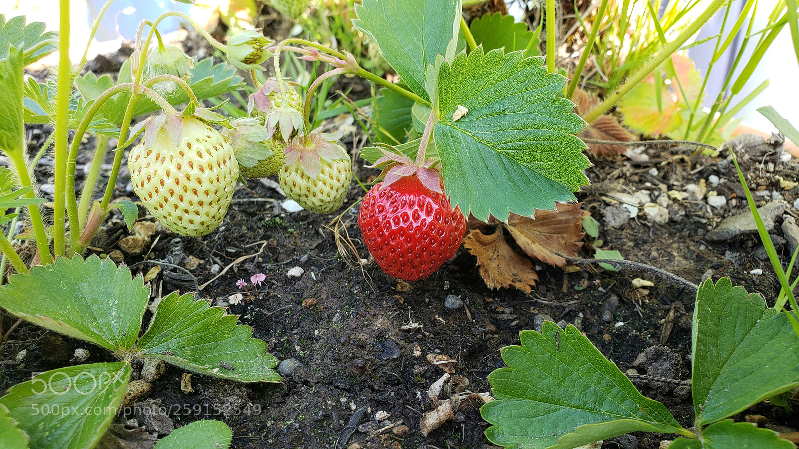 Samsung Galaxy S9+ sample photo. Strawberry photography