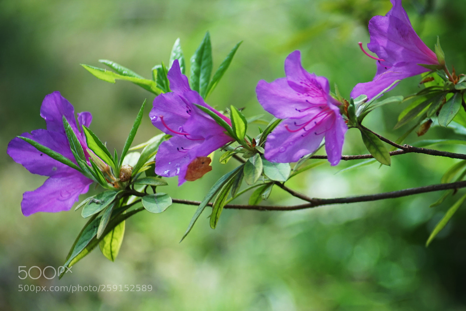 Sony a7 sample photo. Flowers rhododendron photography