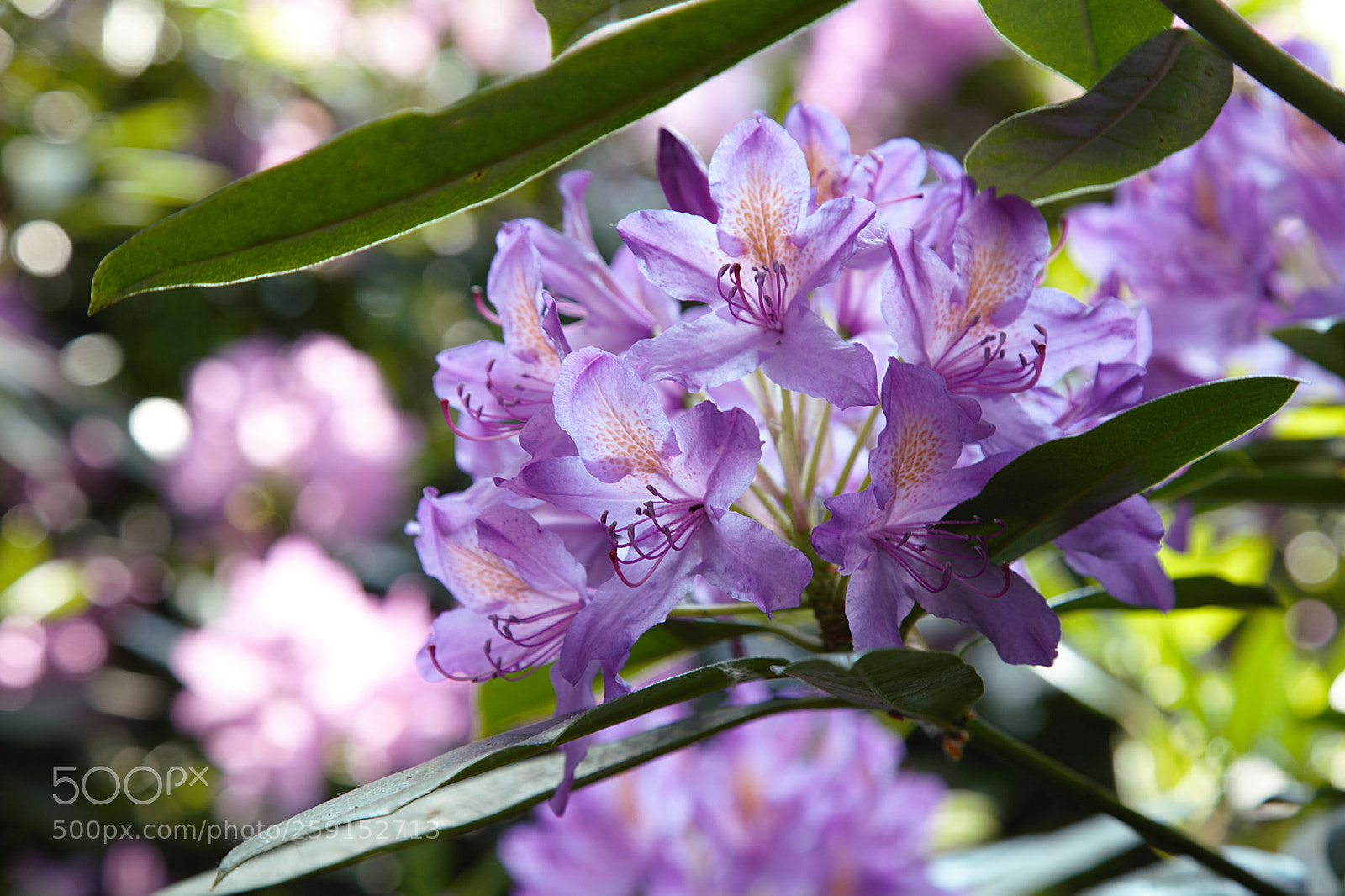 Canon EOS 5D Mark II sample photo. Rhododendron flowers photography