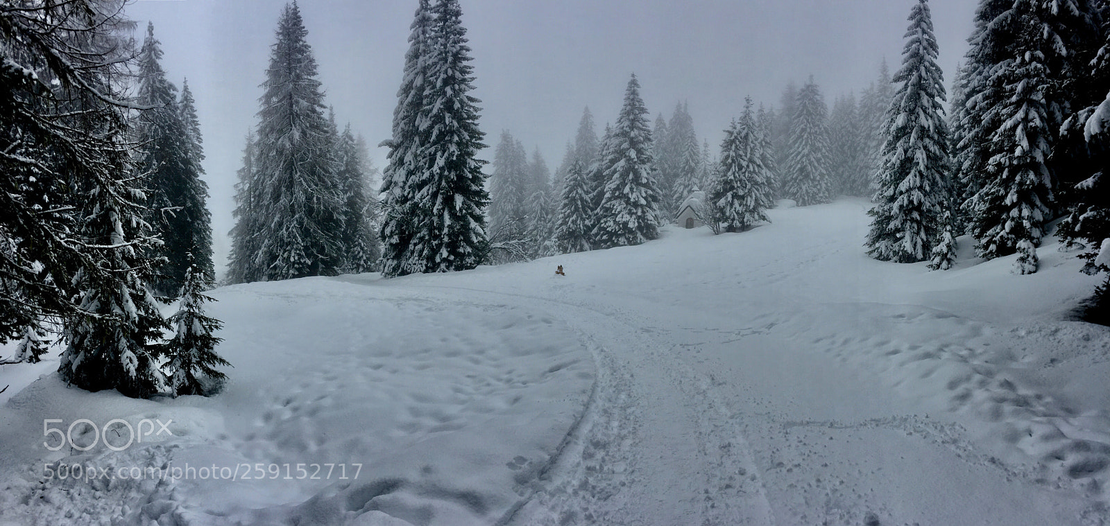 Apple iPhone 6 sample photo. Biotopo snow photography