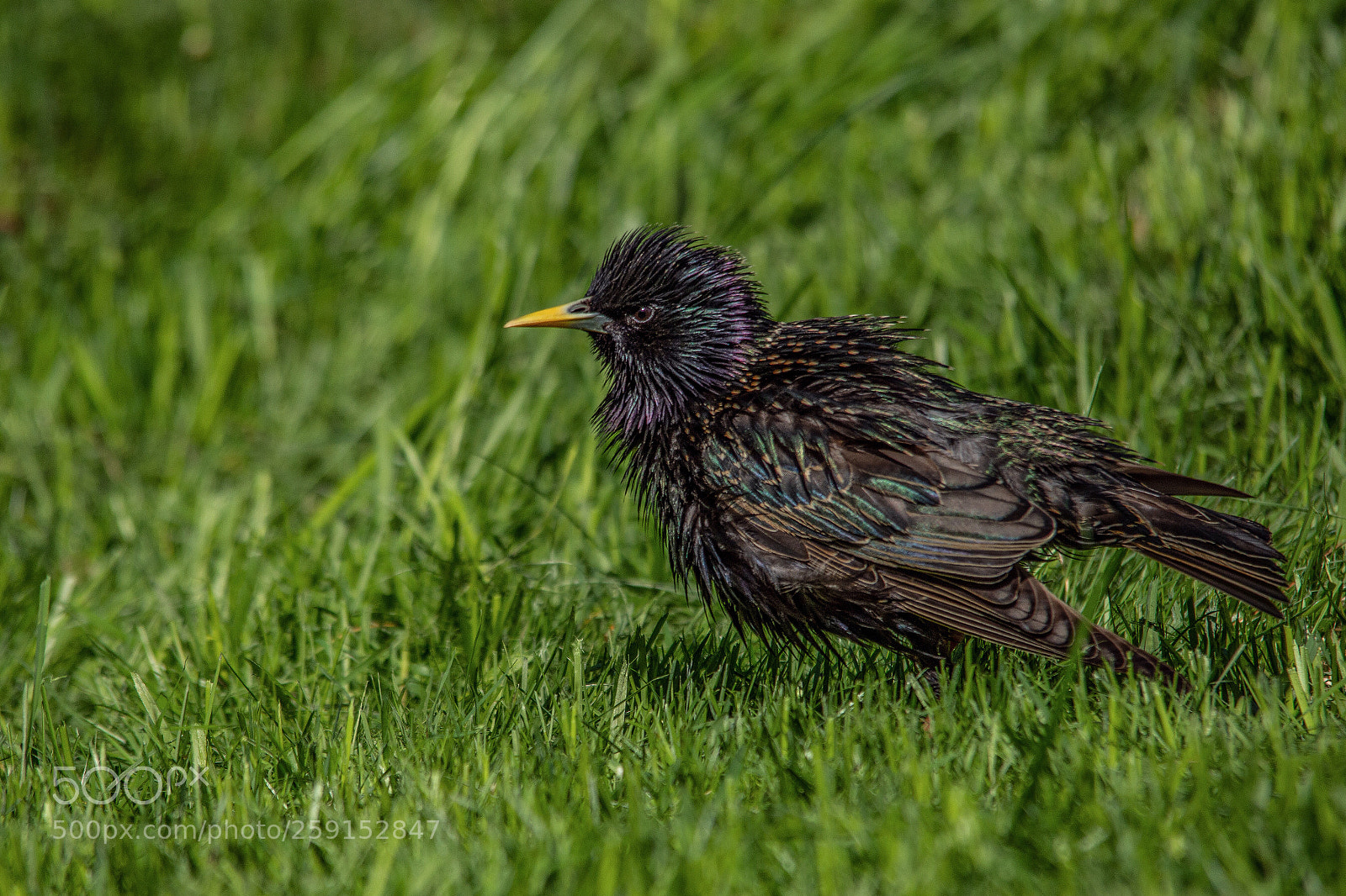 Nikon D7200 sample photo. Starling photography