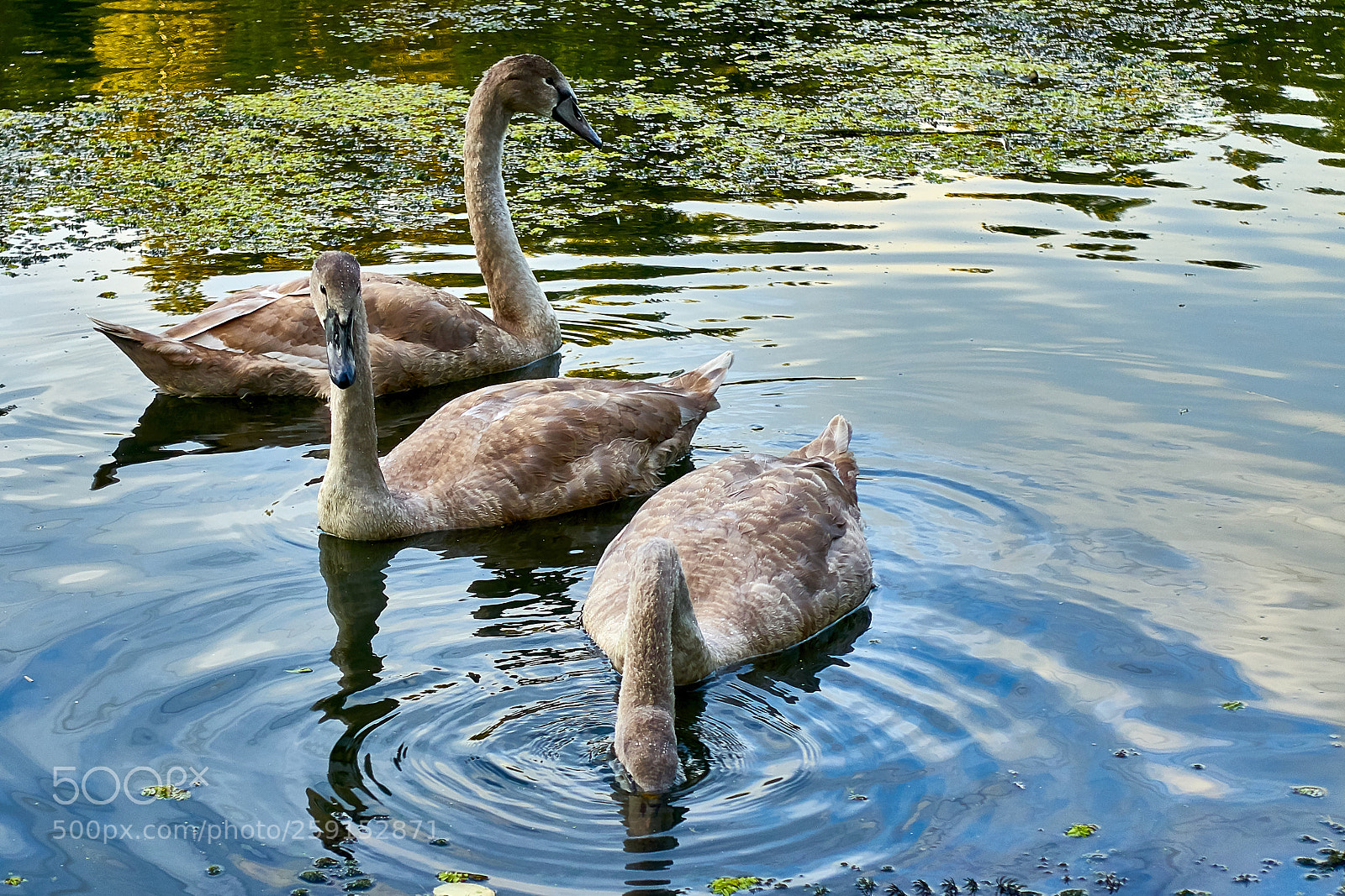Sony Cyber-shot DSC-RX100 III sample photo. Dsc photography