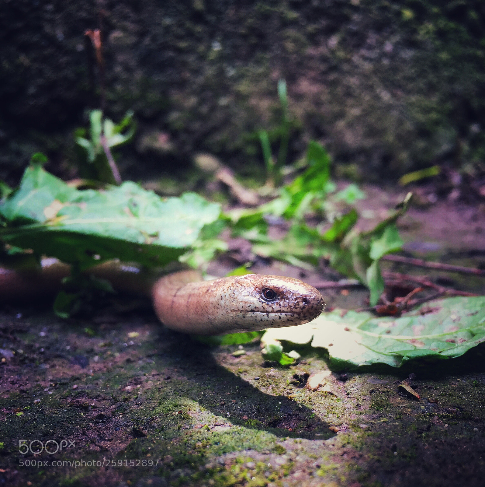 Apple iPhone 6 sample photo. Snake photography
