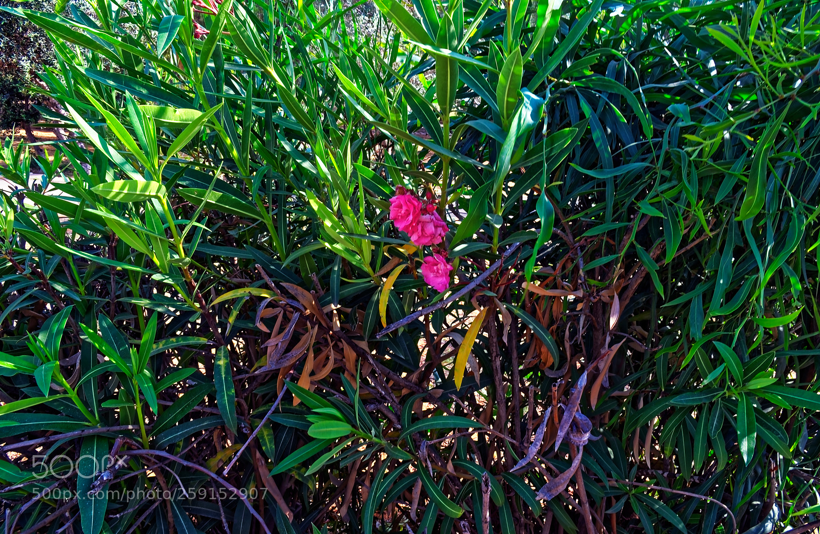 Nikon D5300 sample photo. Large big bushes with photography