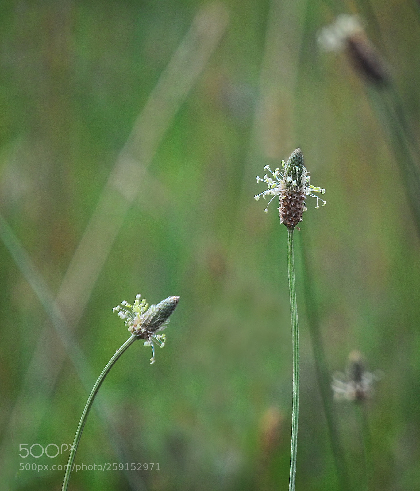 Canon EOS 70D sample photo. Impressions photography