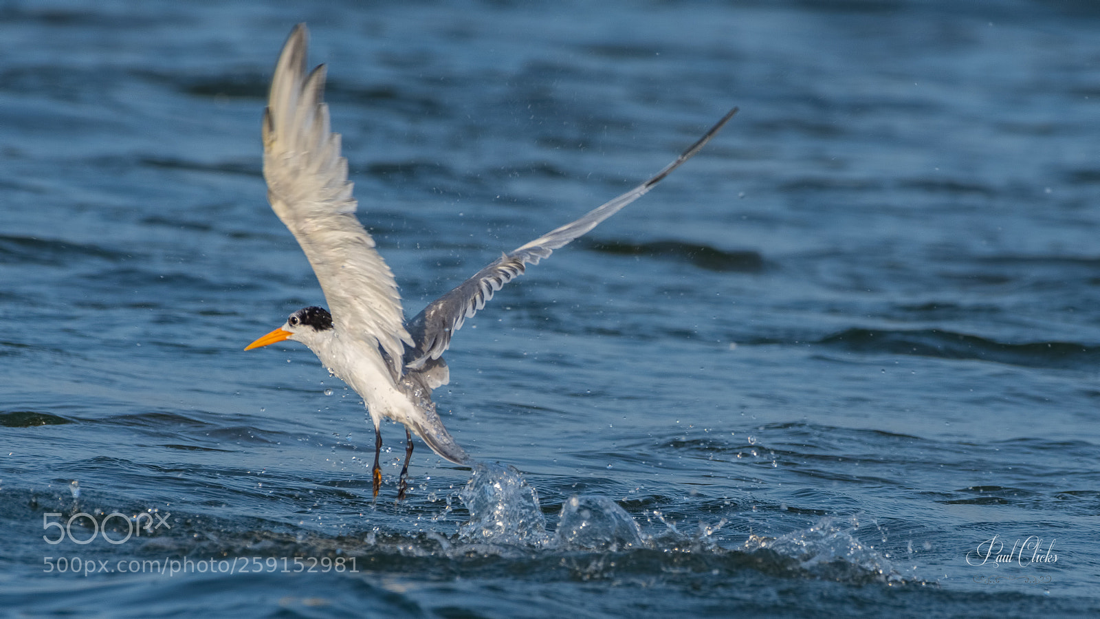 Nikon D500 sample photo. Lesser crested turn photography
