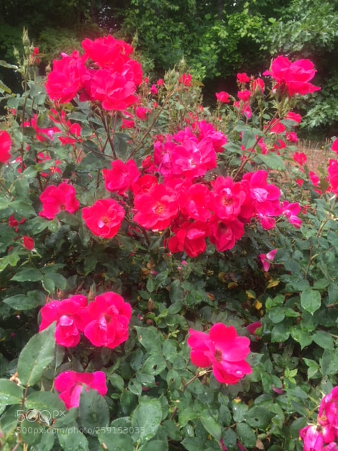 Apple iPhone 6 sample photo. Leah's garden photography