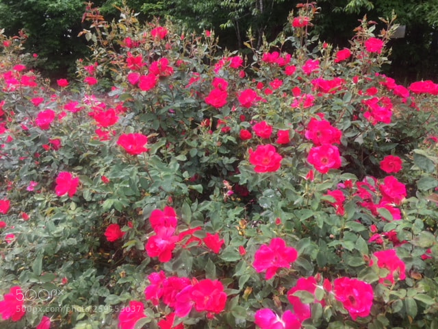 Apple iPhone 6 sample photo. Leah's garden photography