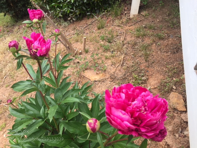 Apple iPhone 6 sample photo. Leah's garden photography
