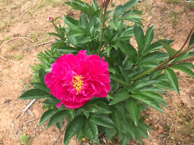 Apple iPhone 6 sample photo. Leah's garden photography