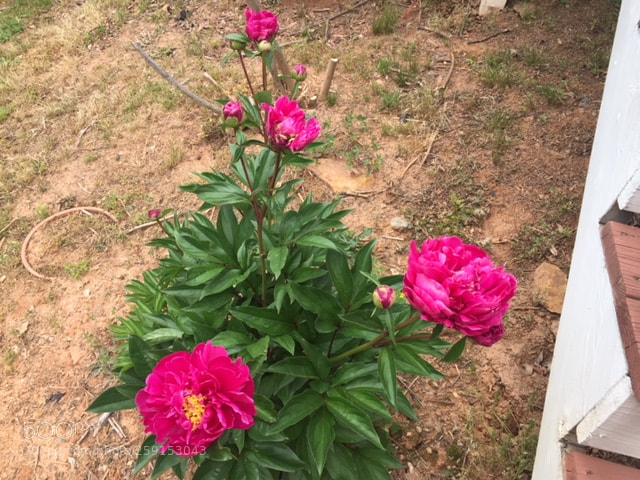 Apple iPhone 6 sample photo. Leah's garden photography