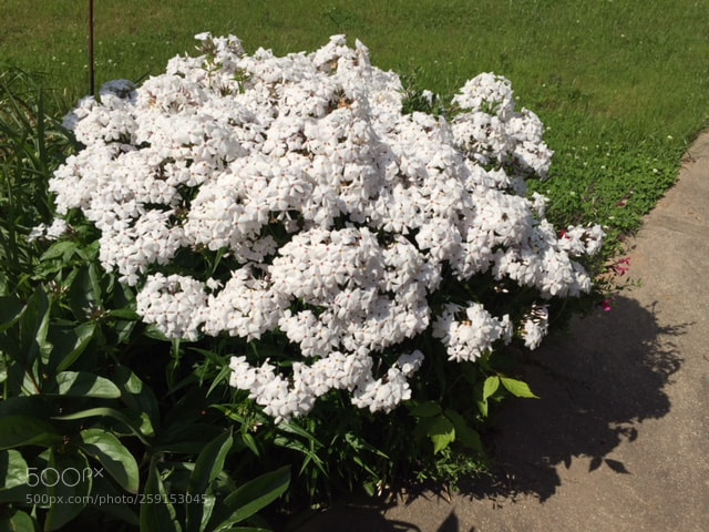 Apple iPhone 6 sample photo. Leah's garden photography